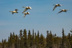 Seagulls